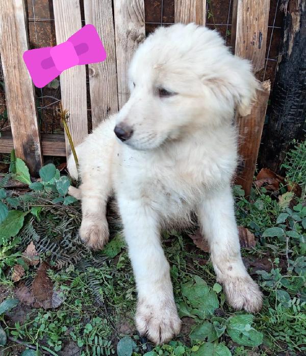 Lilly ed Oscar cuccioli taglia media Foto 4