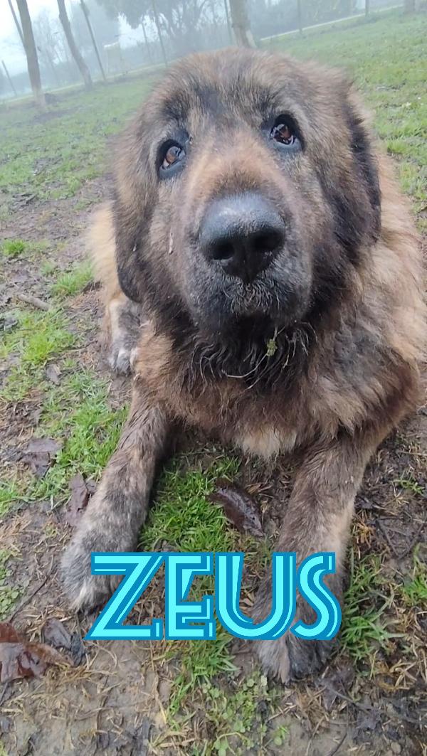 Zeus Pastore Del Caucaso 