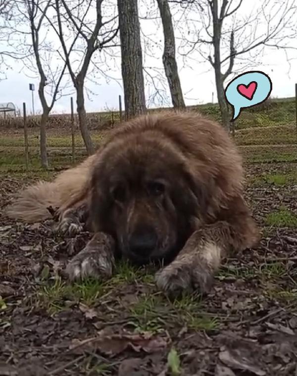 Zeus pastore del Caucaso  Foto 2