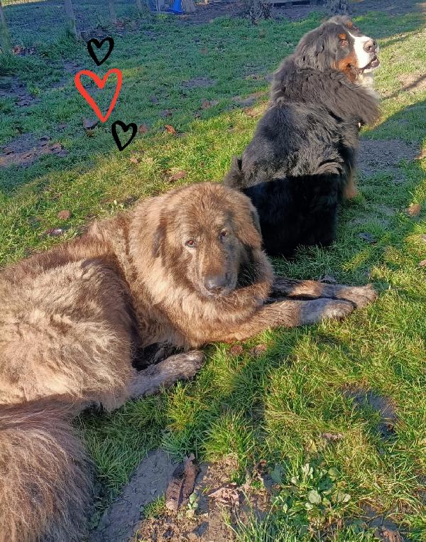 Zeus pastore del Caucaso  Foto 3