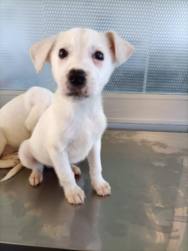 Ian cucciolo  di due mesi e mezzo  Foto 5