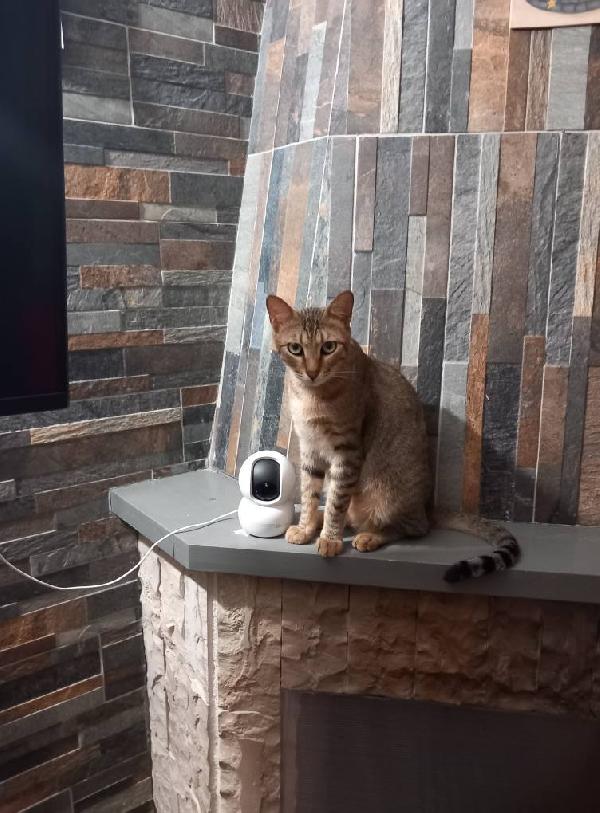 JAMES dolce micio in adozione! Foto 5