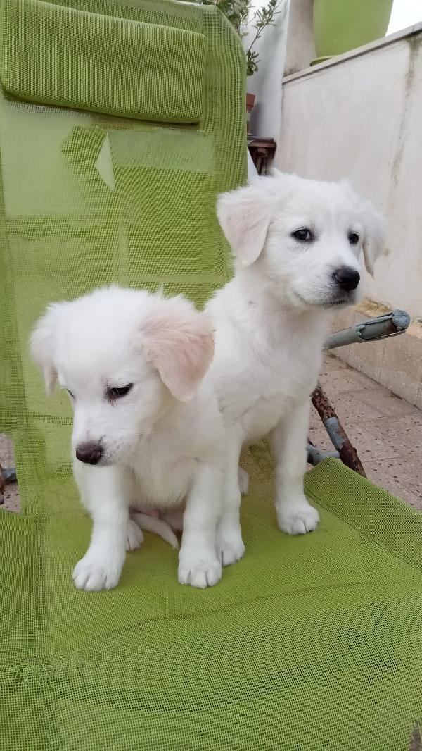 Sandy e Danny Foto 2