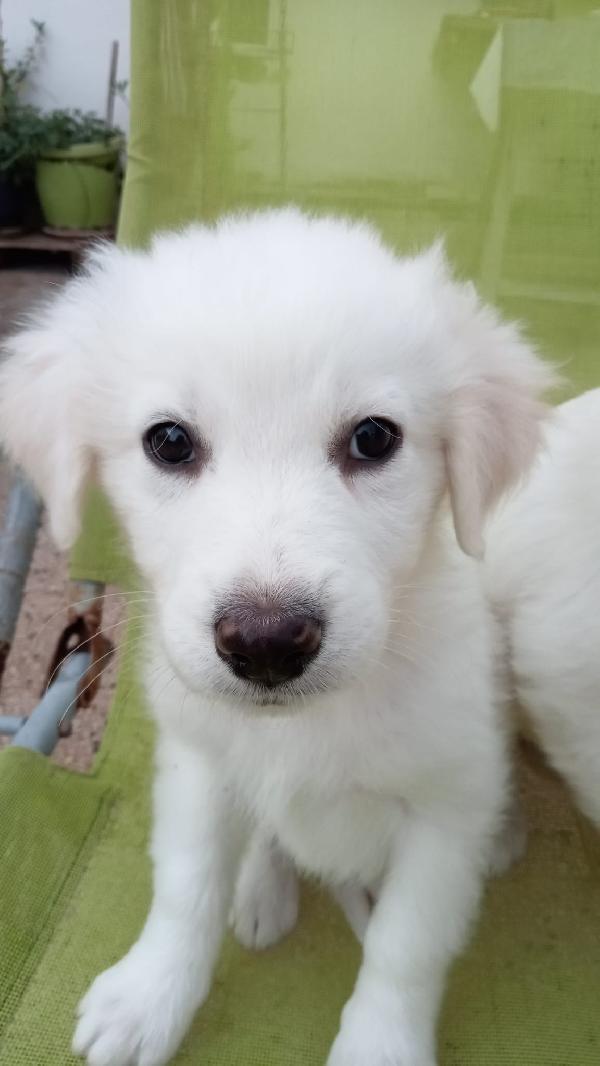 Sandy e Danny Foto 3