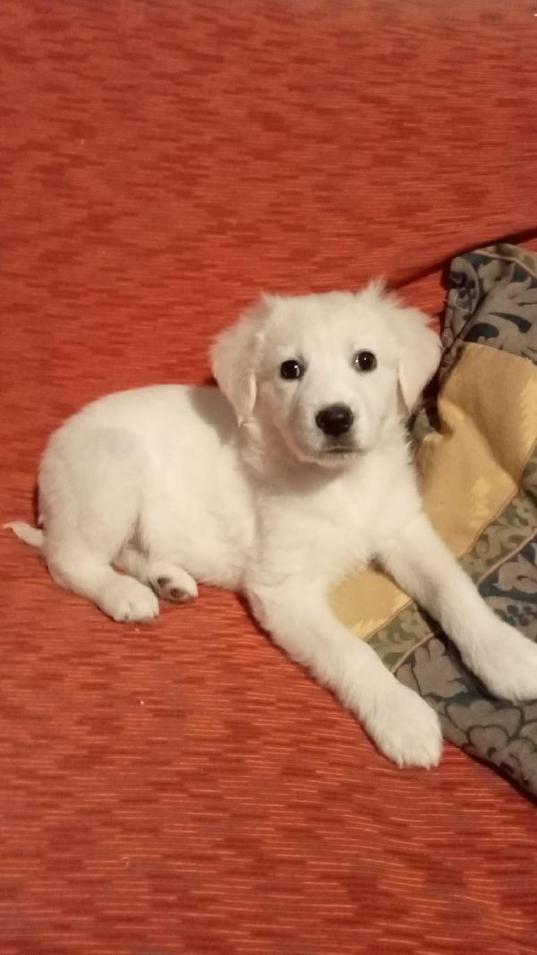 Sandy e Danny Foto 4