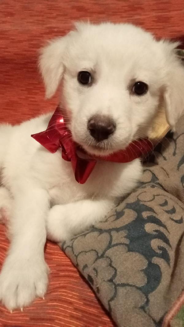 Sandy e Danny Foto 5