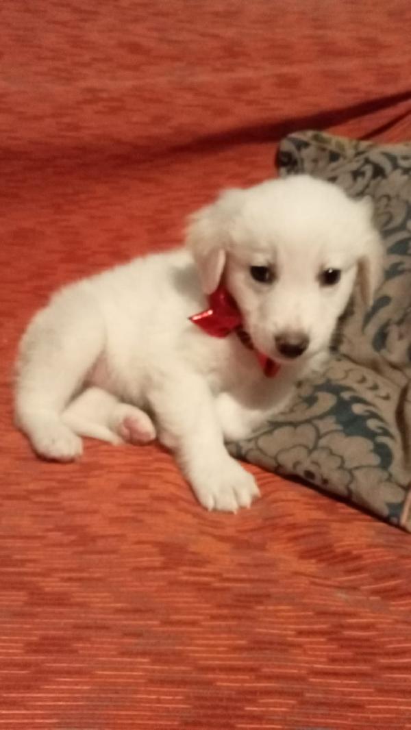 Sandy e Danny Foto 6