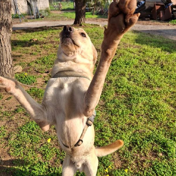 Olly..aspetta babbo Natale Foto 5