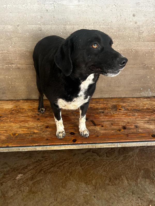 Ester con le zampette corte Foto 2