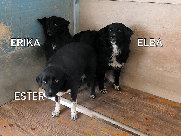 Ester con le zampette corte Foto 7