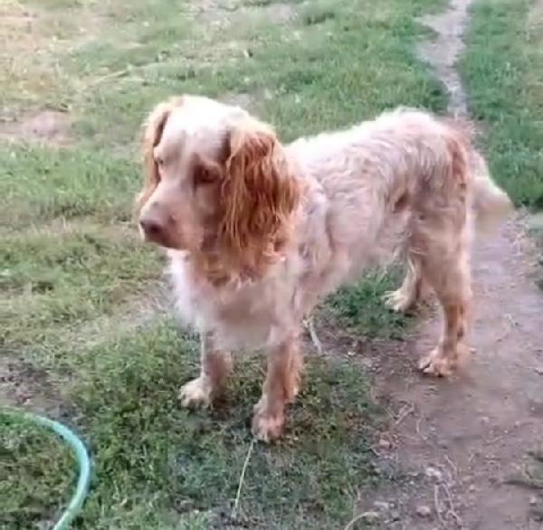 Orange Breton IN CANILE DAL 2020! LAZIO Foto 3