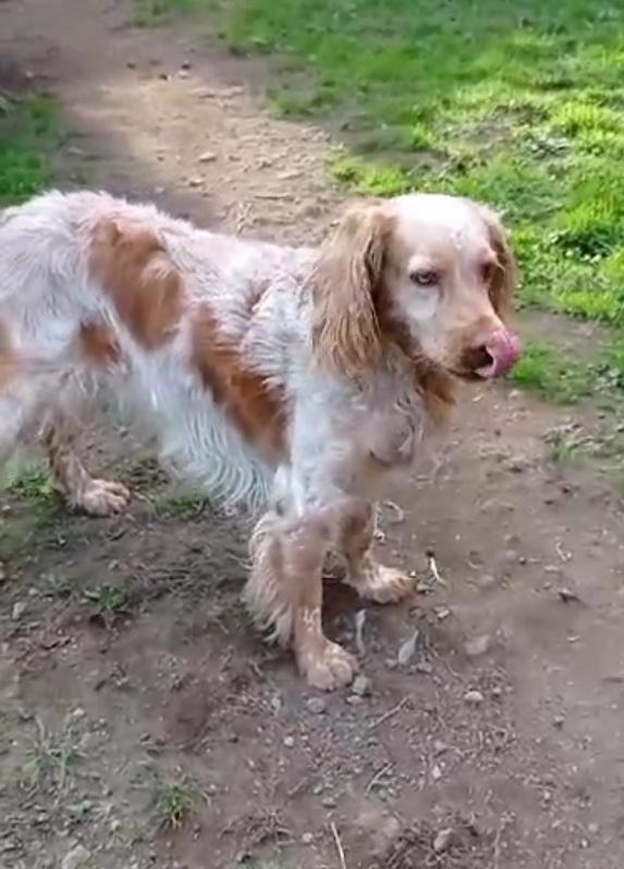 Orange Breton IN CANILE DAL 2020! LAZIO Foto 5