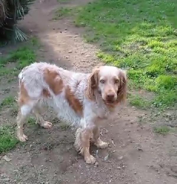 Orange Breton IN CANILE DAL 2020! LAZIO Foto 6