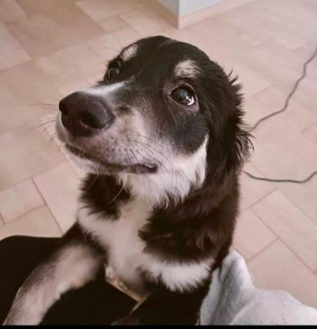 Kaos 8mesi NESSUNA RICHIESTA ! GARGANO Foto 2