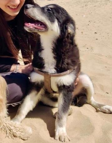 Kaos 8mesi NESSUNA RICHIESTA ! GARGANO Foto 5