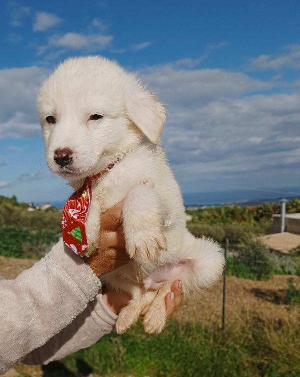 Doody in adozione  Foto 2