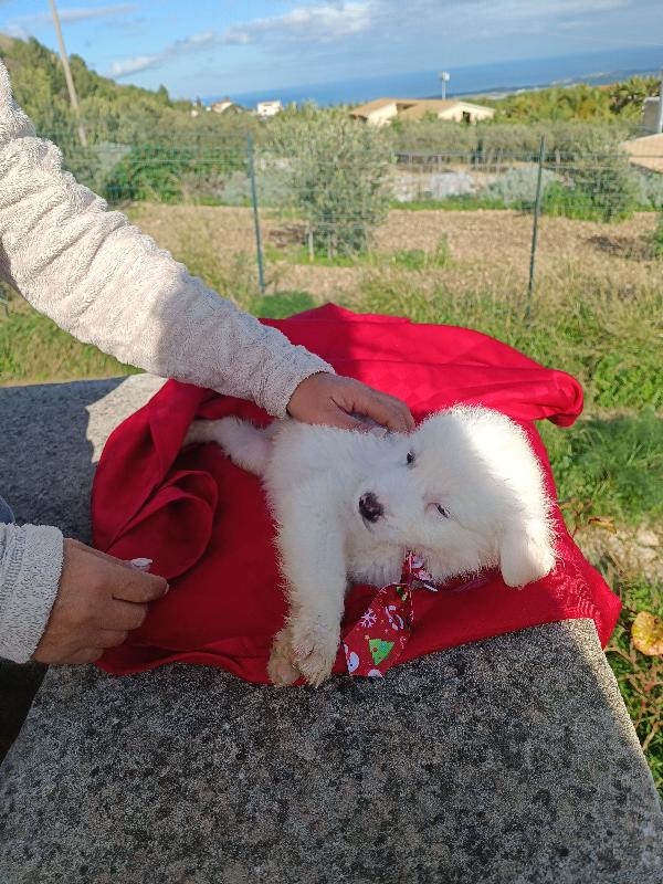 Doody in adozione  Foto 3