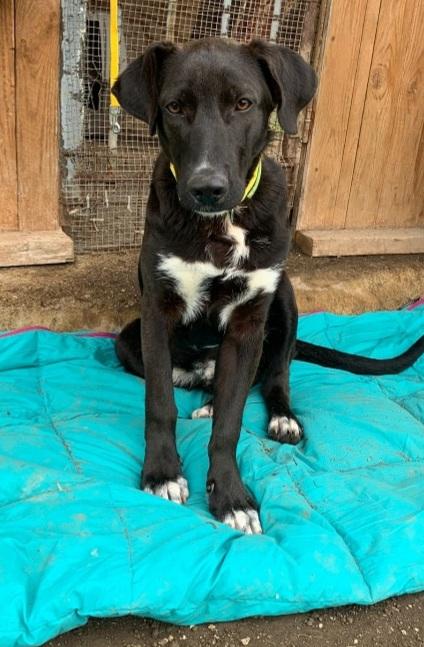 Lucky 18Mesi Salvato 8Mesi Fa..milano