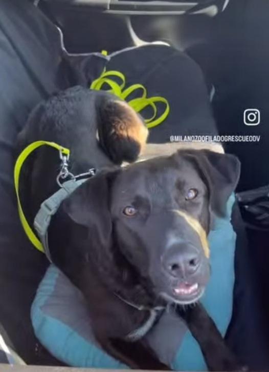 Lucky 18mesi salvato 8mesi fa..MILANO Foto 6