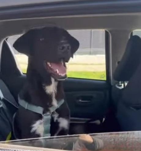 Lucky 18mesi salvato 8mesi fa..MILANO Foto 8