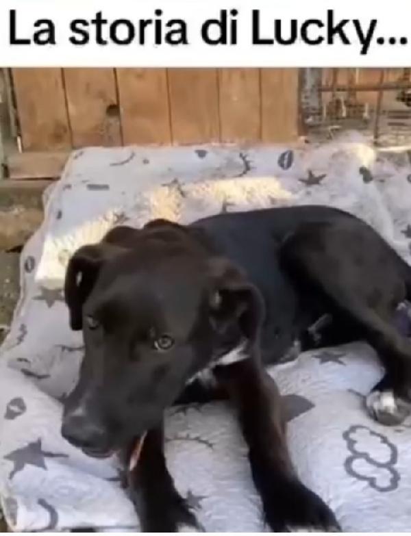 Lucky 18mesi salvato 8mesi fa..MILANO Foto 9