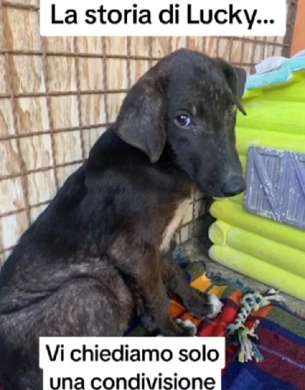 Lucky 18mesi salvato 8mesi fa..MILANO Foto 10