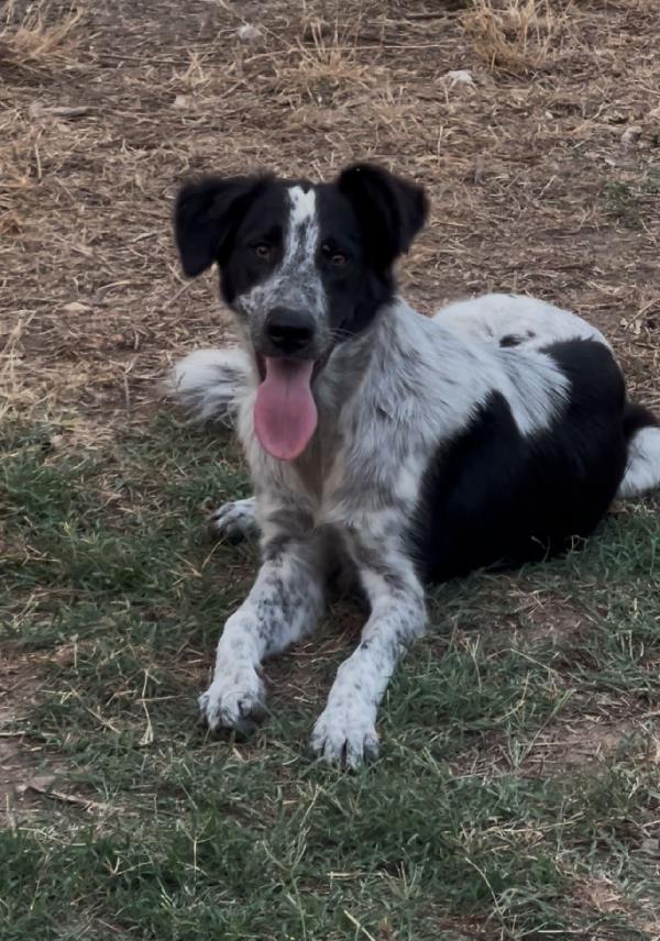 🐾 SERENA CERCA CASA 🐾 Foto 5