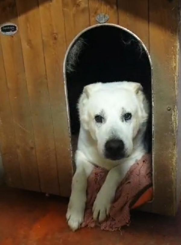 Biancone 8anni soffre troppo in box.LECCO Foto 2