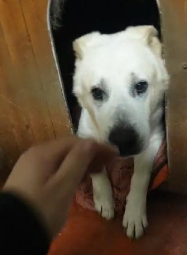 Biancone 8anni soffre troppo in box.LECCO Foto 5