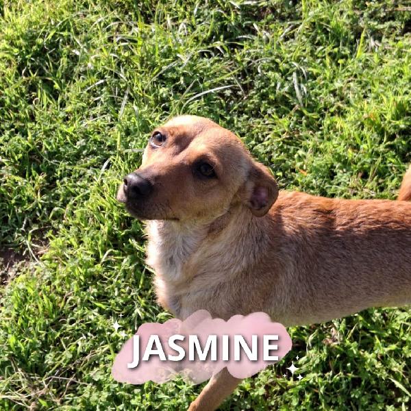 💜👑Jasmine, Una Principessa Che Cerca Casa👑💜