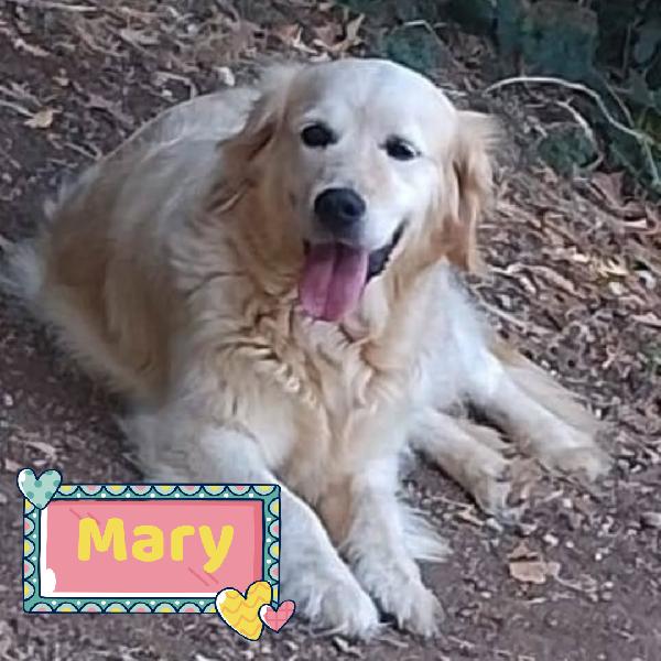 Mary Dolcissima Golden Retriever Cerca Casa - In Adozione 