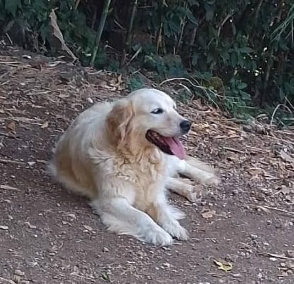 MARY dolcissima golden retriever cerca casa - in adozione  Foto 2
