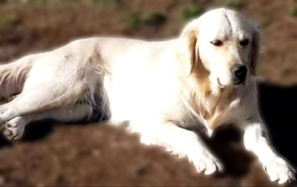 MARY dolcissima golden retriever cerca casa - in adozione  Foto 3