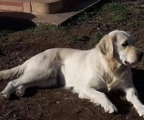 MARY dolcissima golden retriever cerca casa - in adozione  Foto 4