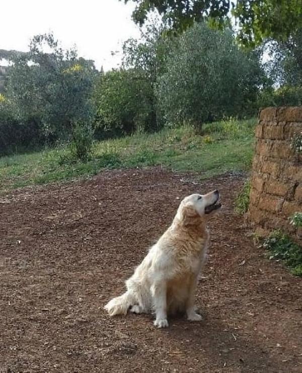 MARY dolcissima golden retriever cerca casa - in adozione  Foto 5