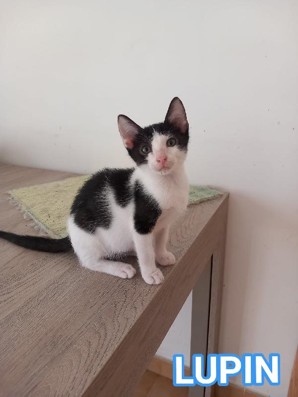 Lupin, Dolce Micino Da Adottare!