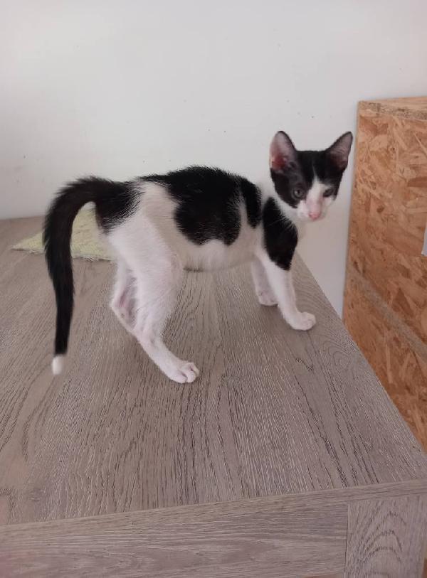 LUPIN, dolce micino da adottare! Foto 4