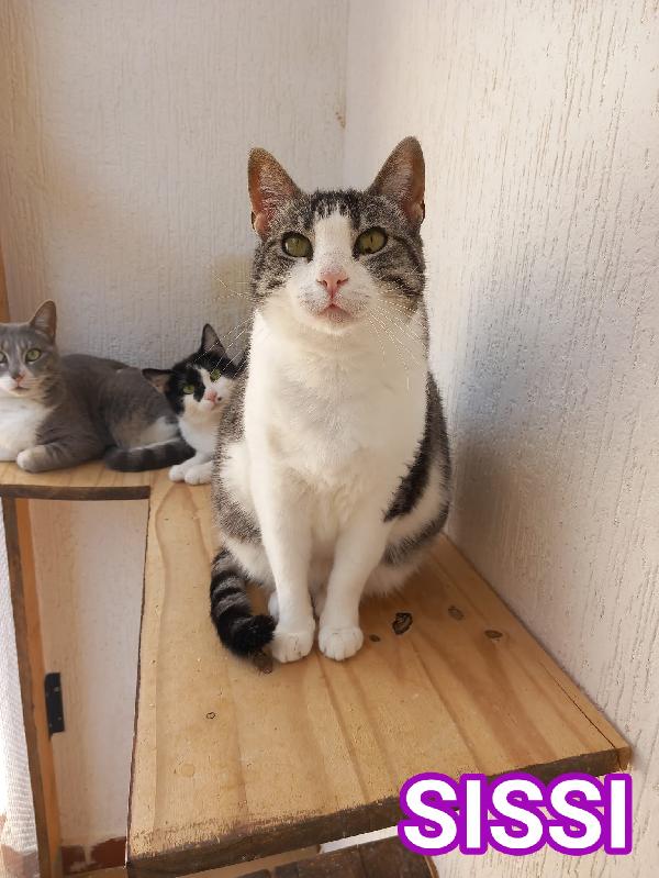 Tenera Micia In Adozione, Sissi!