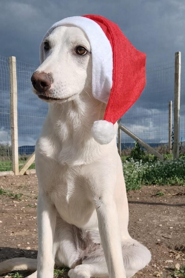 Erika Ha Passato Il Natale In Un Box ..