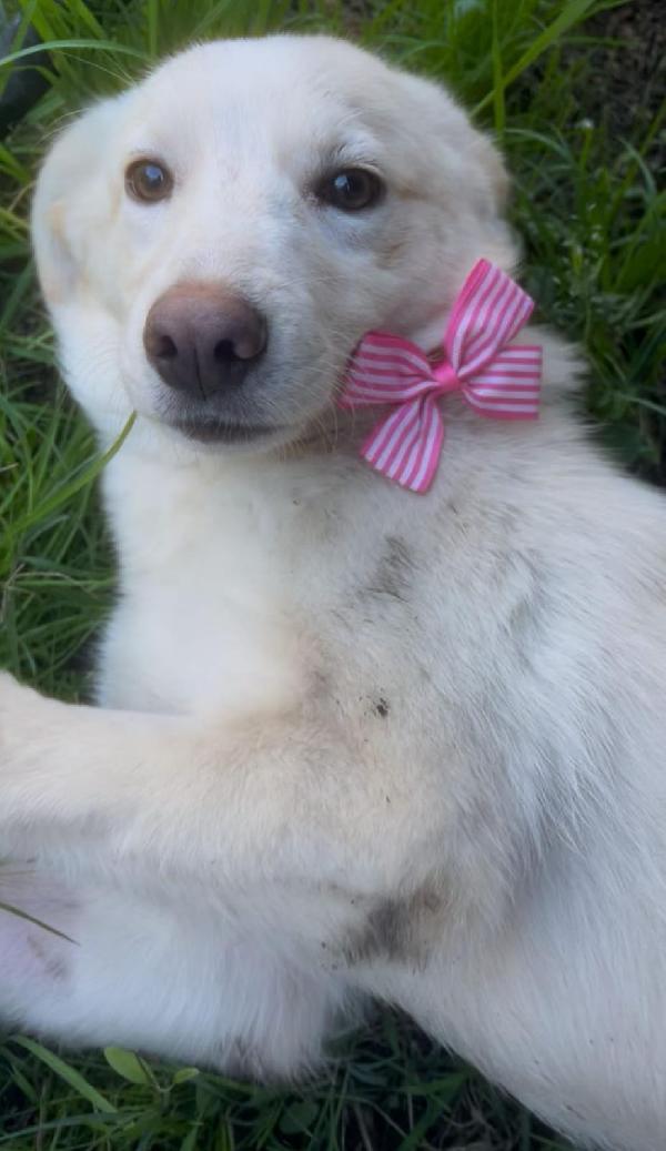 ZOOMY cucciola di taglia medio piccola  Foto 2