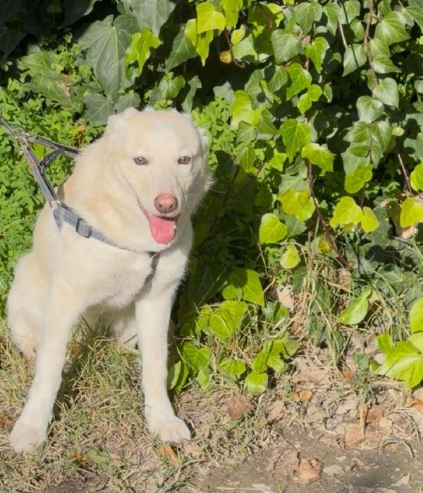 ZOOMY cucciola di taglia medio piccola  Foto 4