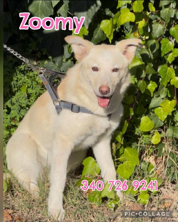 ZOOMY cucciola di taglia medio piccola  Foto 5