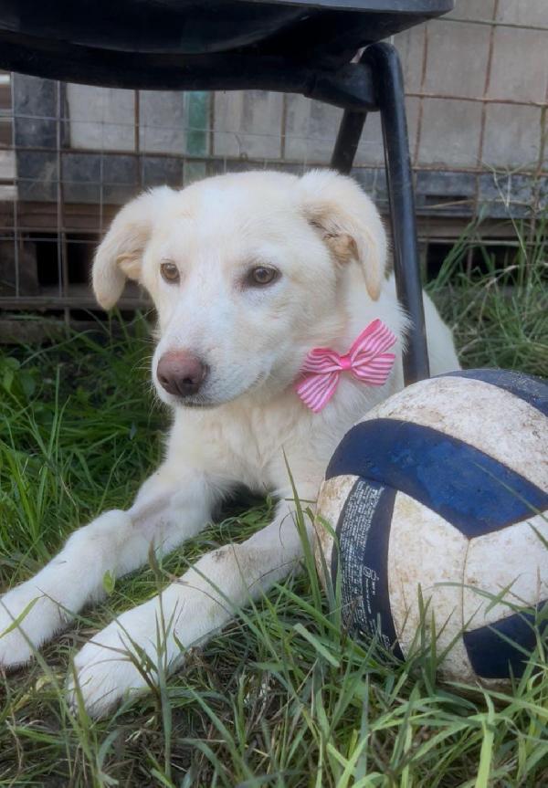 Zoomy Cucciola Di Taglia Medio Piccola Cerca Casa ♥️