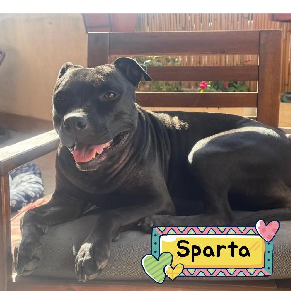 Sparta Cerca Casa - American Pitbull Terrier 4 Anni 