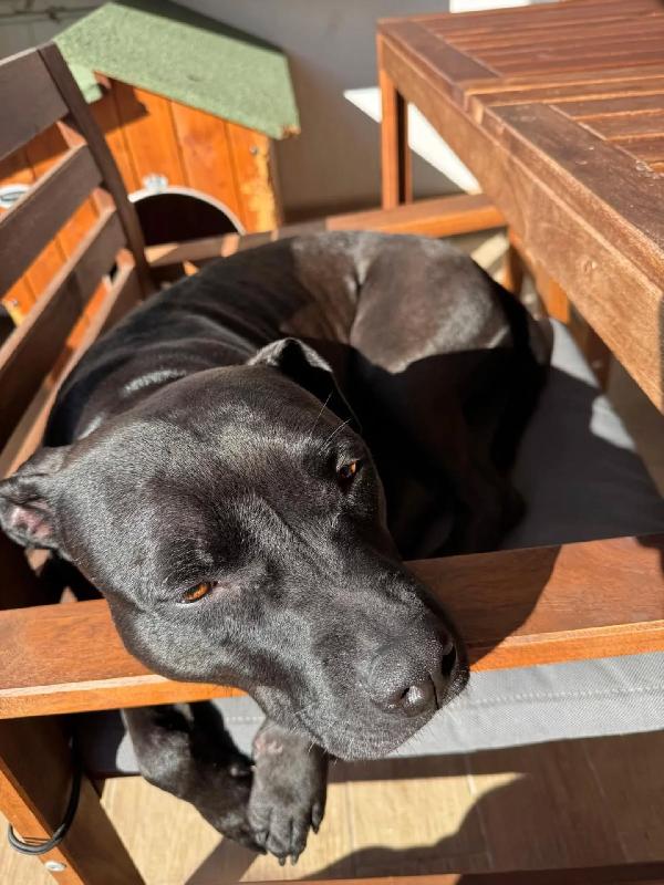 Sparta cerca casa - american pitbull terrier 4 anni  Foto 5