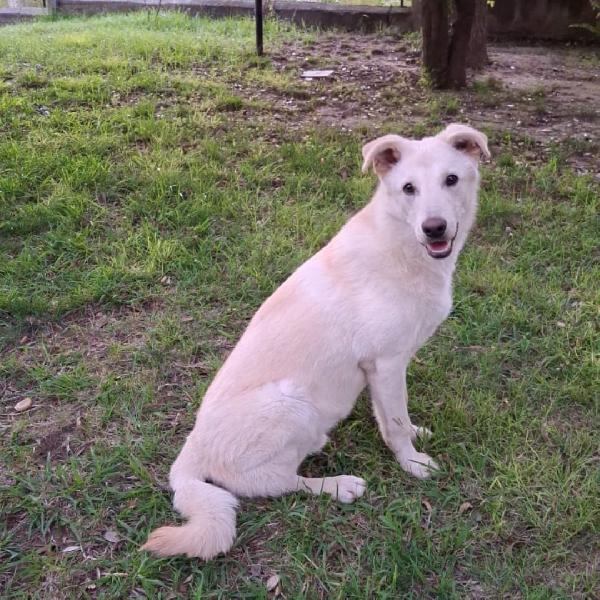 SID cucciolo pastore/lupetto Foto 5