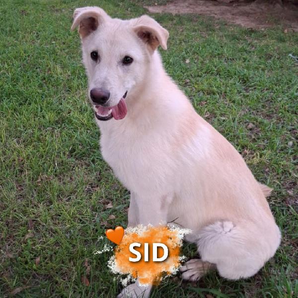 Sid Cucciolo Pastore/Lupetto Cerca Casa