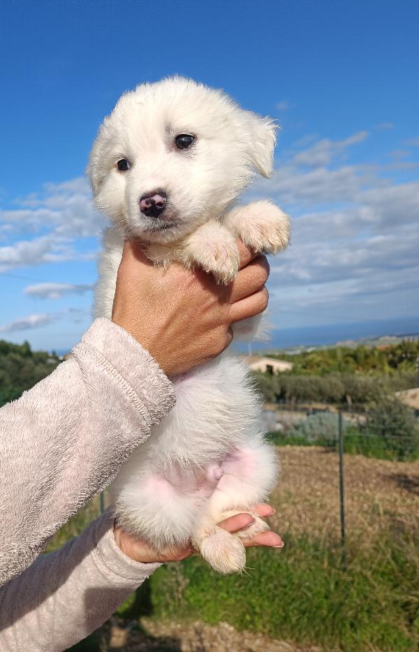 Sonny Cucciolo ❤️