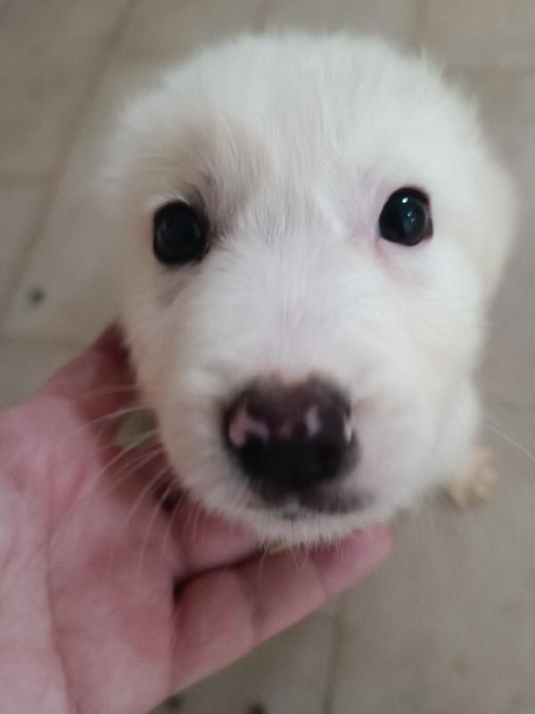 Doody in adozione  Foto 4