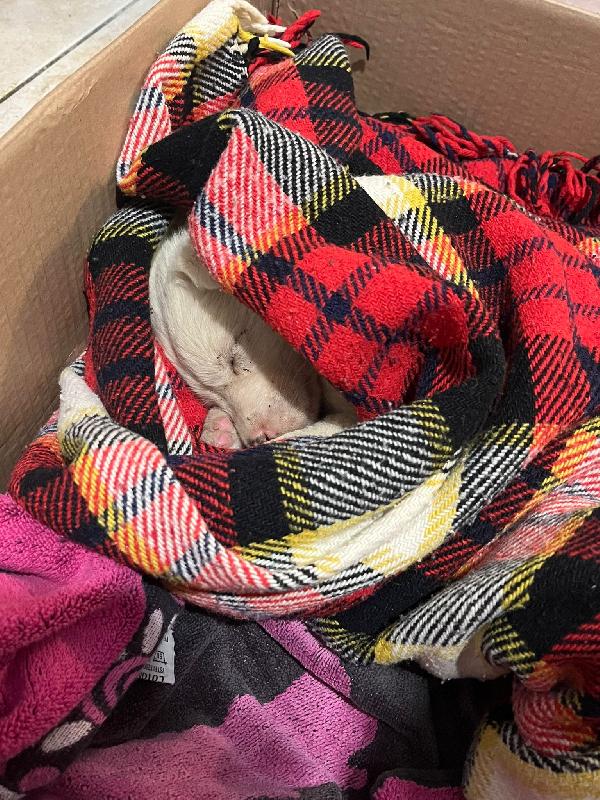 Noel Ultimo Arrivato